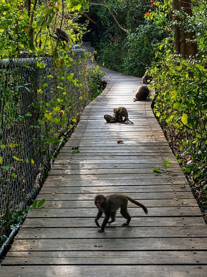 Formosan rock macaques on the Shoushan boardwalk in Kaohsiung