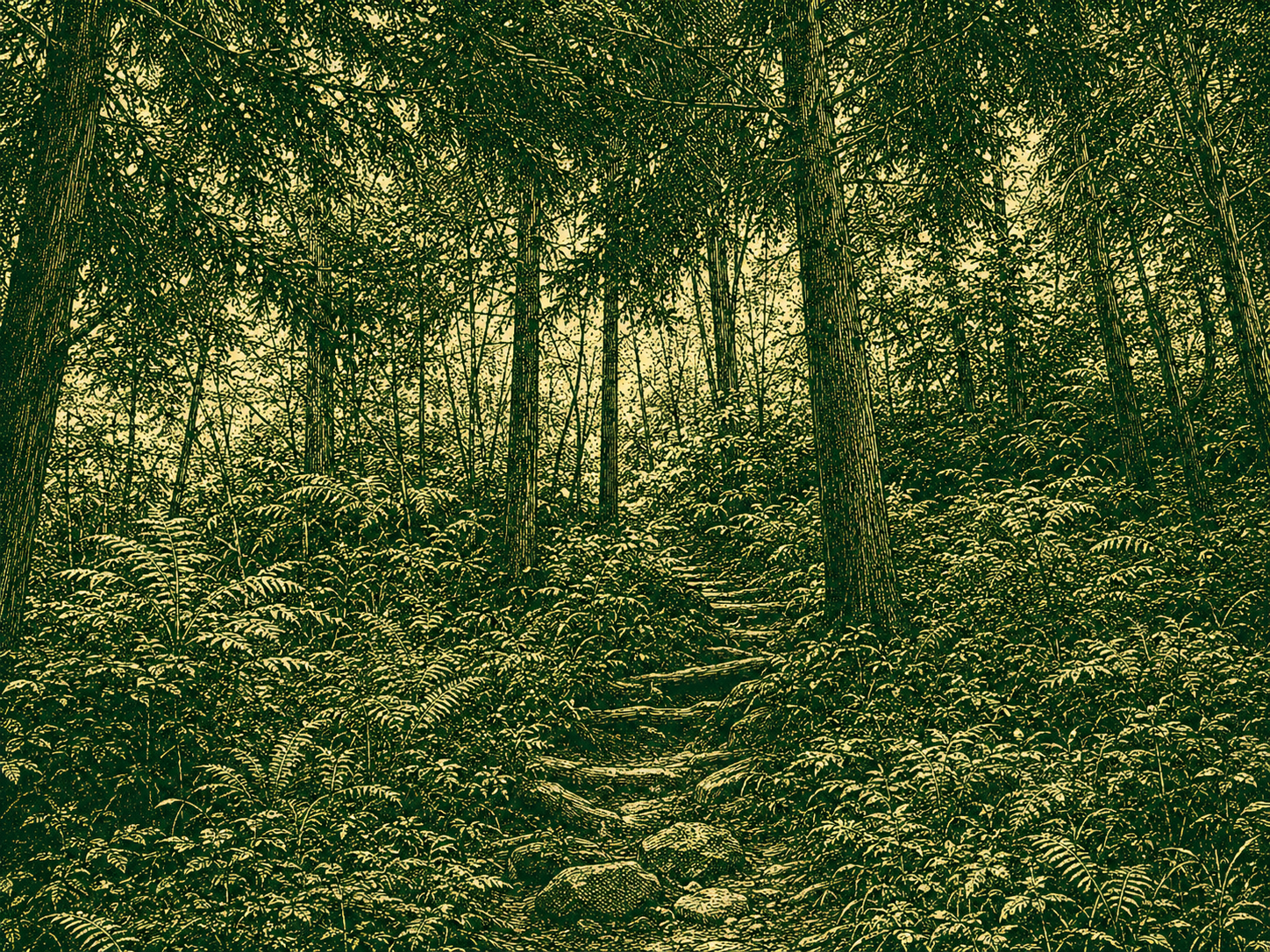Dense shaded forest hiking trail in Taiwan